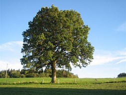 Die Eiche am Bichl