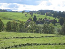 Ernte am Tannenbichl