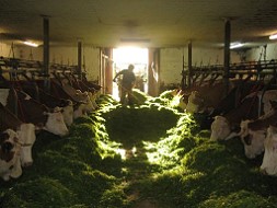 Gast beim Gras füttern